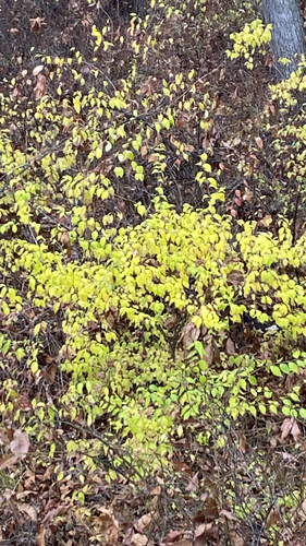 Amur honeysuckle