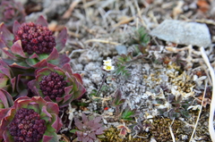 Draba arctogena