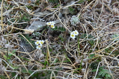 Draba arctogena