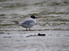 Ichthyaetus relictus