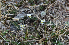 Draba arctogena