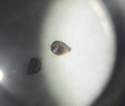 Schoenoplectiella juncoides, photograph 5