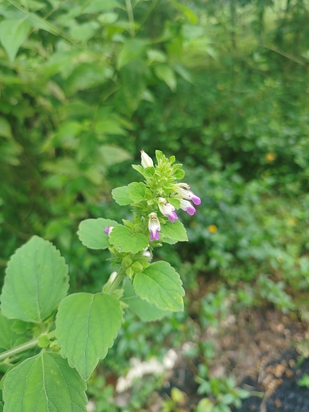 Indian Catmint (Anisomeles indica)