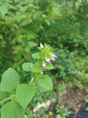 Anisomeles indica, photograph (c) Paulmathi Vinod, some rights reserved (CC BY)