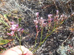 Limonium purpuratum