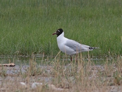 Ichthyaetus relictus