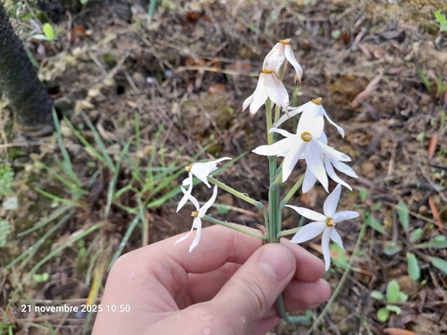 Narcissus obsoletus