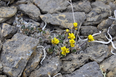 Draba corymbosa