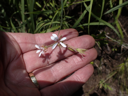 Pelargonium ranunculophyllum, photograph 1