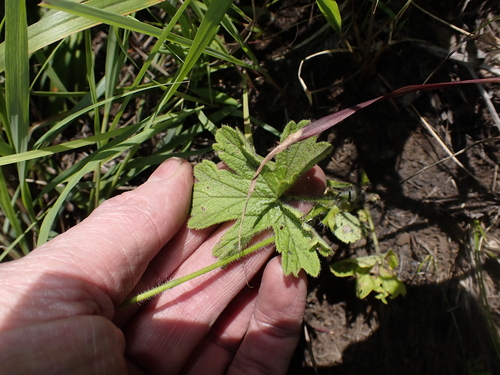 Cave Storksbill (Pelargonium ranunculophyllum)
