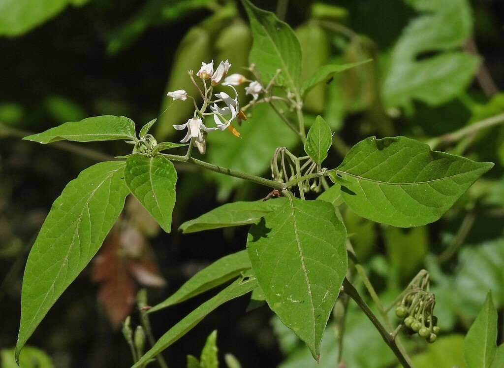 Solanum aloysiifolium; photograph author not stated, no rights reserved