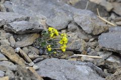 Draba corymbosa