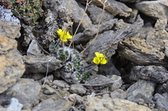 Draba corymbosa