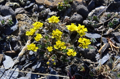 Draba corymbosa