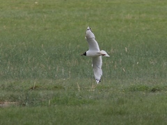 Ichthyaetus relictus