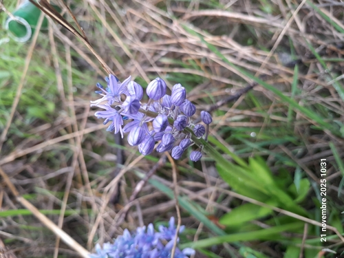 Hyacinthoides lingulata, photograph 3