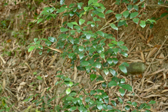 Lindera akoensis