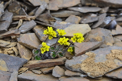 Draba corymbosa