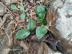 Biarum dispar, photograph (c) Anis Dris, some rights reserved (CC BY)