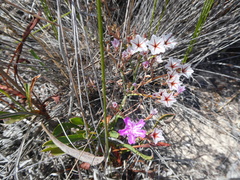 Limonium purpuratum