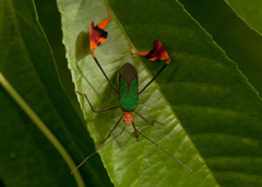 Anisoscelis foliaceus