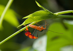 Anisoscelis foliaceus