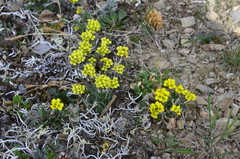 Draba corymbosa