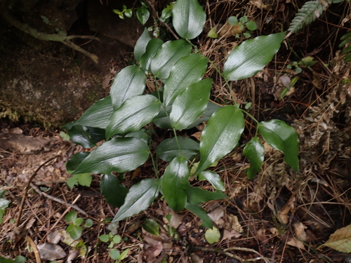 Forest Smilax (Behnia reticulata)
