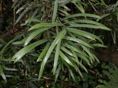 Henkel's Yellowwood (Podocarpus henkelii)