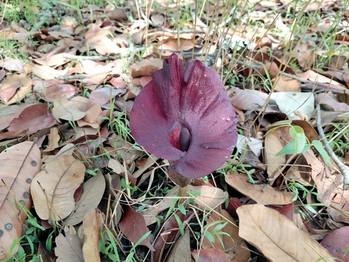 Amorphophallus abyssinicus unyikae