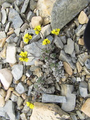 Draba corymbosa