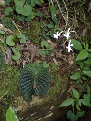 Streptocarpus haygarthii, photograph (c) Andrew Hankey, some rights reserved (CC BY-SA)