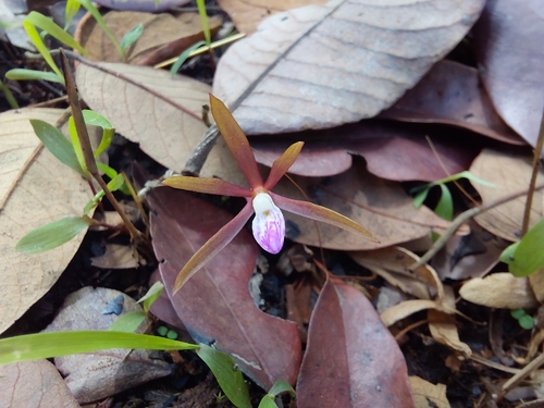 Nervilia adolphi