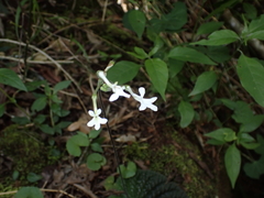 Streptocarpus haygarthii, photograph (c) Andrew Hankey, some rights reserved (CC BY-SA)