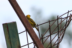 Ploceus pelzelni