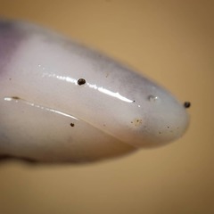 Yellow-Headed Caecilian photo 3