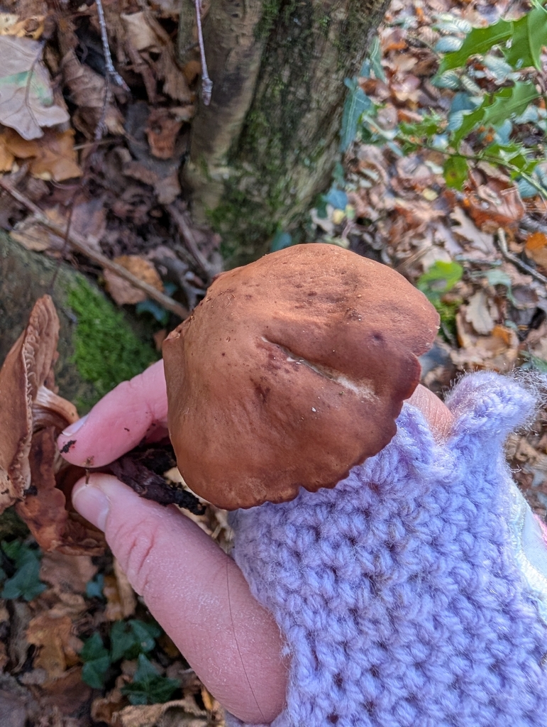 Gymnopus fusipes
