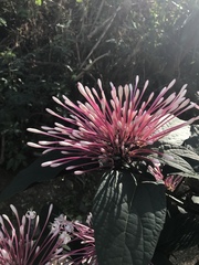 Clerodendrum quadriloculare