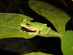 Quilticohyla