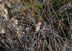 Columbina cruziana
