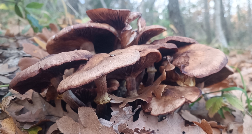 Armillaria mellea · November 2025 · photo: © gianluca_congi (iNaturalist, cc-by-sa)