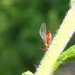 Red Goldenrod Aphid - Photo (c) Christian Grenier, some rights reserved (CC BY-NC), uploaded by Christian Grenier