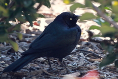 Euphagus cyanocephalus