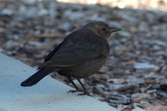Euphagus cyanocephalus