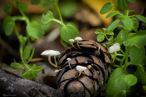 Strobilurus trullisatus (Murrill) Lennox