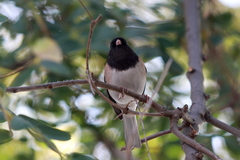 Junco hyemalis
