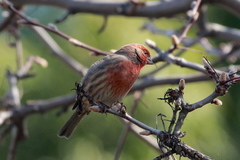 Haemorhous mexicanus