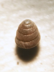 Columella simplex