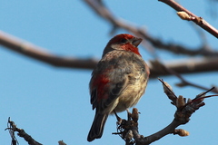 Haemorhous mexicanus