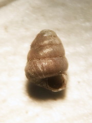 Columella simplex
